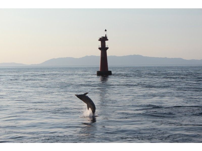 【Kumamoto ・Amakusa】 Relaxing Trip to Meet Dolphins ～ Dolphin Watching Boat Tour!の紹介画像