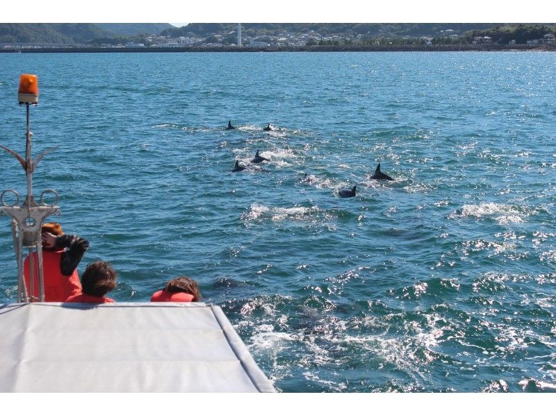 【Kumamoto ・Amakusa】 Relaxing Trip to Meet Dolphins ～ Dolphin Watching Boat Tour!の紹介画像