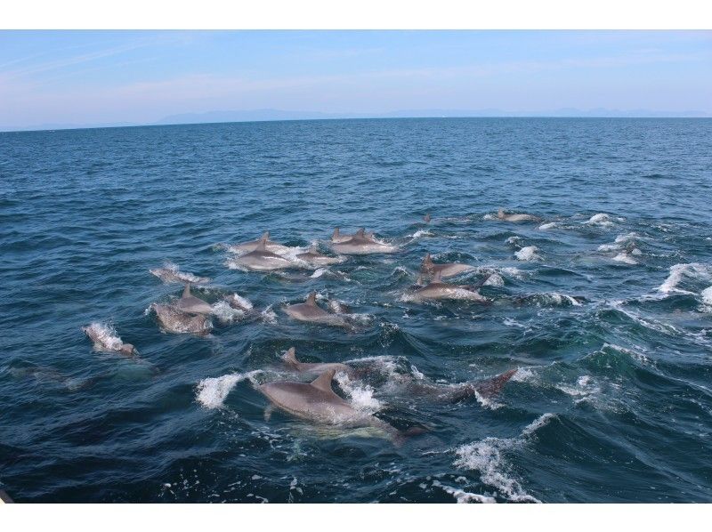 【Kumamoto ・Amakusa】 Relaxing Trip to Meet Dolphins ～ Dolphin Watching Boat Tour!の紹介画像