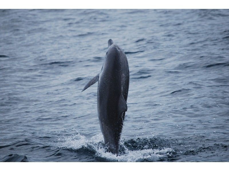 [คุมาโมโตะPrefecture /อามาคุสะ] การเดินทางเพื่อการบำบัดเพื่อพบกับโลมาในเรือดูปลาโลมา!の紹介画像