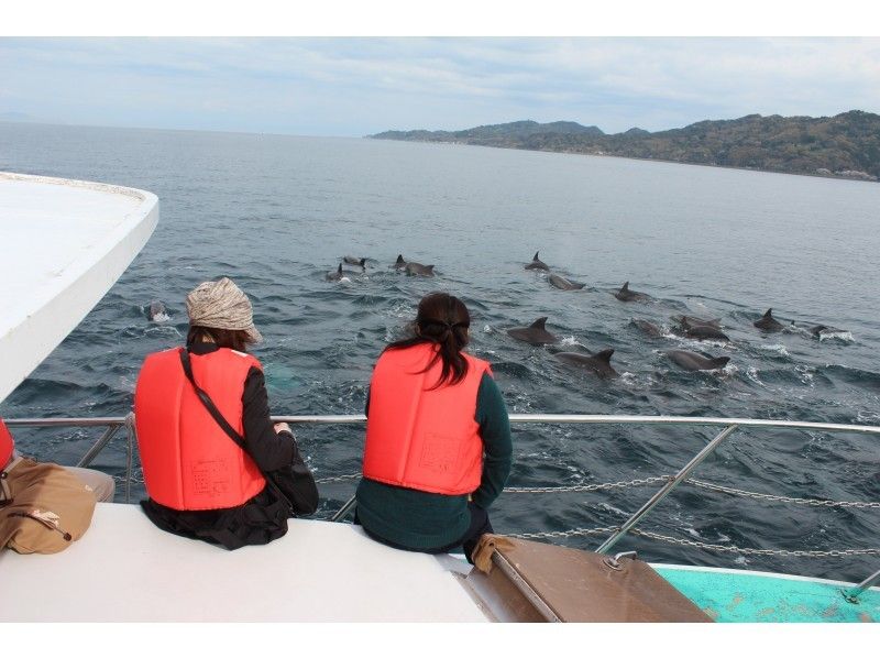 [คุมาโมโตะPrefecture /อามาคุสะ] การเดินทางเพื่อการบำบัดเพื่อพบกับโลมาในเรือดูปลาโลมา!の紹介画像