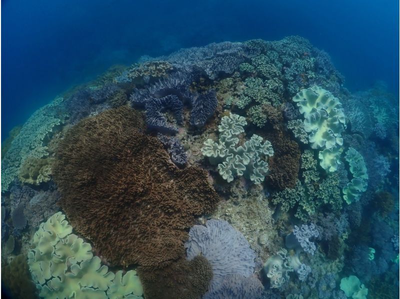 Exclusive guide for one group [Okinawa, Chatan] Boat snorkeling 4 times a day! Private guide for one group at your choice of time! Free photo! Recommended for families, friends, and couplesの紹介画像
