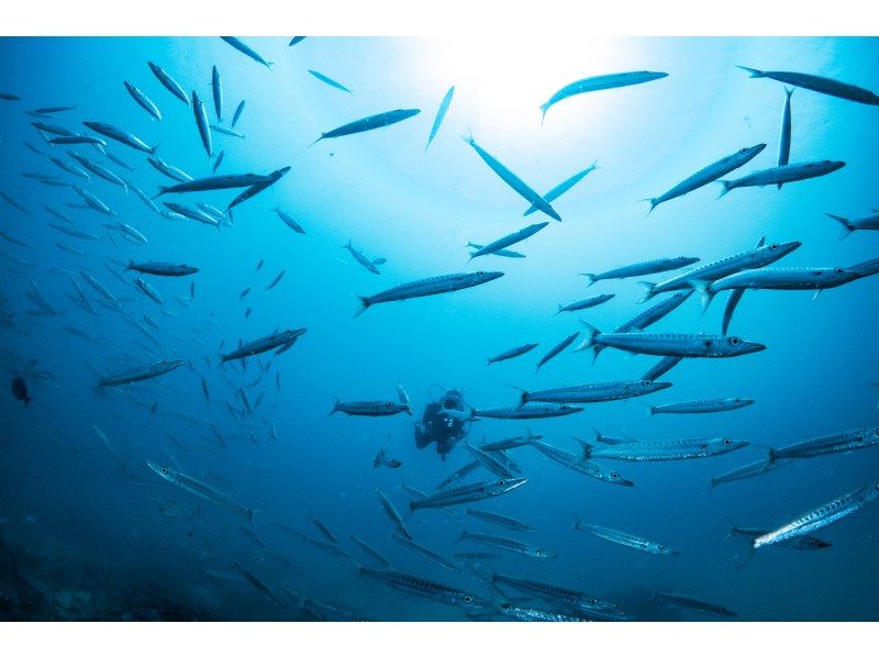 [冲绳·主岛]半天2深潜课程。习惯第一个并潜入第二个。の紹介画像