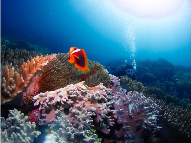 [冲绳·主岛]半天2深潜课程。习惯第一个并潜入第二个。の紹介画像