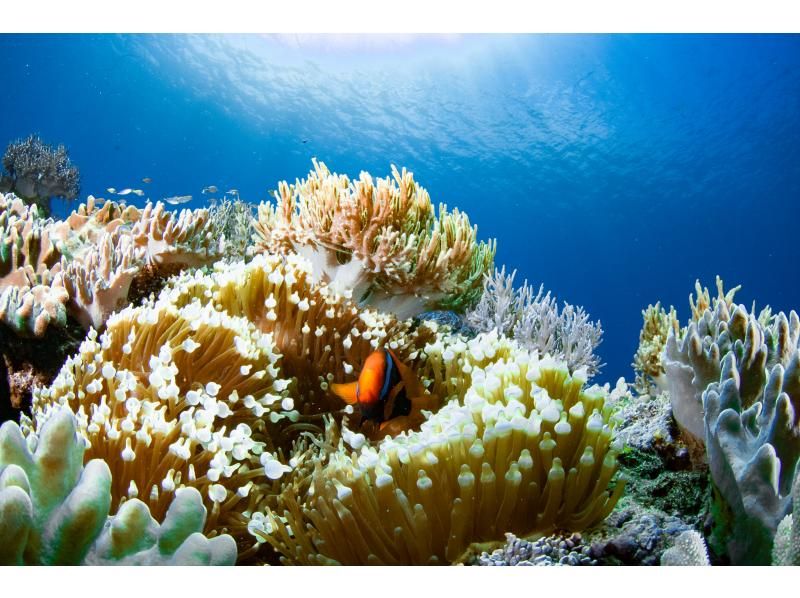 [冲绳·主岛]半天2深潜课程。习惯第一个并潜入第二个。の紹介画像