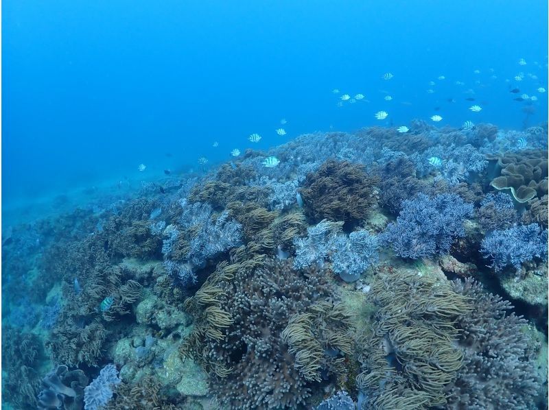 [Okinawa ・ Main Island]half-day 2 Diving course. Get used to the first one and dive into the second one.の紹介画像