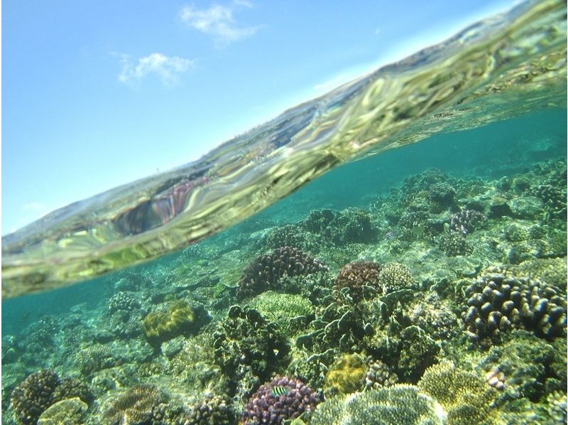 【沖縄・本部町】沢山の珊瑚とお魚の中を泳ごう！ボートシュノーケル体験の紹介画像