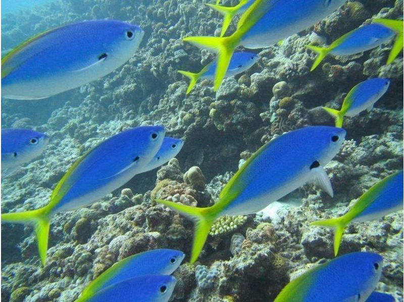[沖繩本部]將通過大量的珊瑚和魚類的游泳！船浮潛經驗の紹介画像