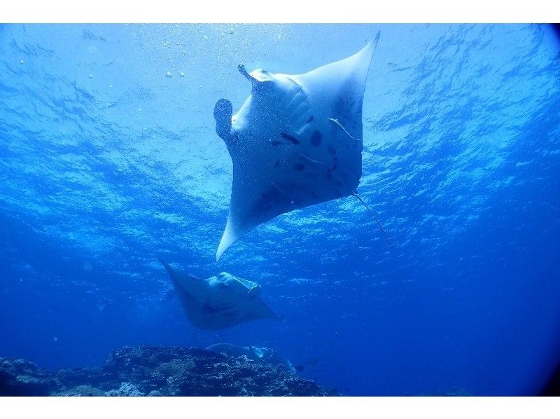 [From Ishigaki island and Kabira Bay] Reliable small Number of participants fan Diving! Request and enjoy the terrain on coral and manta by Diving at your own pace!の紹介画像