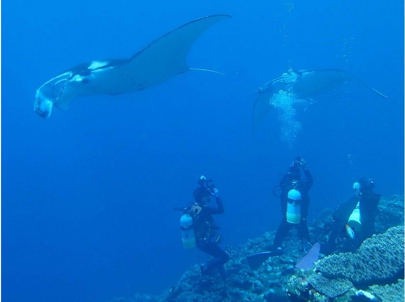 When can you see manta rays in Ishigaki Island? A comprehensive guide to the chances of encountering them and recommended snorkeling and diving tours!