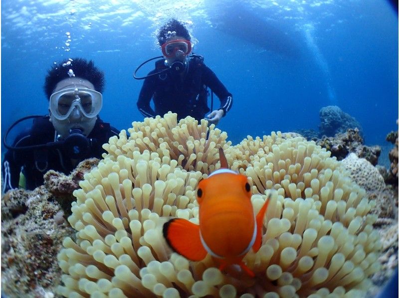 甚至半天（上午或下午）也很满意！挑战五彩缤纷的珊瑚礁和蝠ta点！体验深潜2DIVE课程の紹介画像