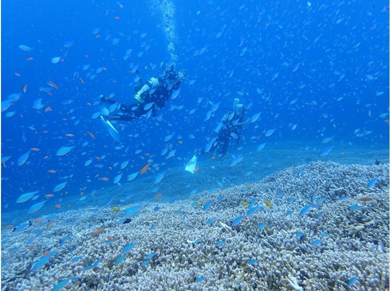반나절 (AM or PM)도 대만족! 산호초 & 만타 포인트 체험다이빙2DIVE 코스の紹介画像