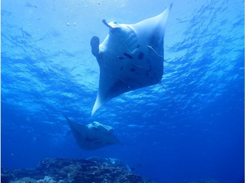 half-day(AM or PM) is very satisfied! Challenge colorful coral reefs & manta points! Experience Diving 2DIVE courseの紹介画像