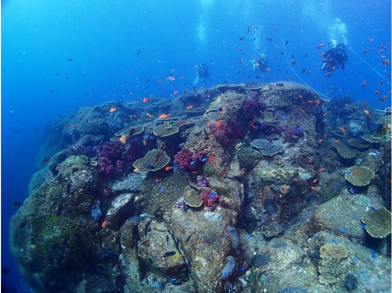 [Nagasaki Sasebo / West Sea / Oseto off the coast] fan diving (license owner interest)の紹介画像