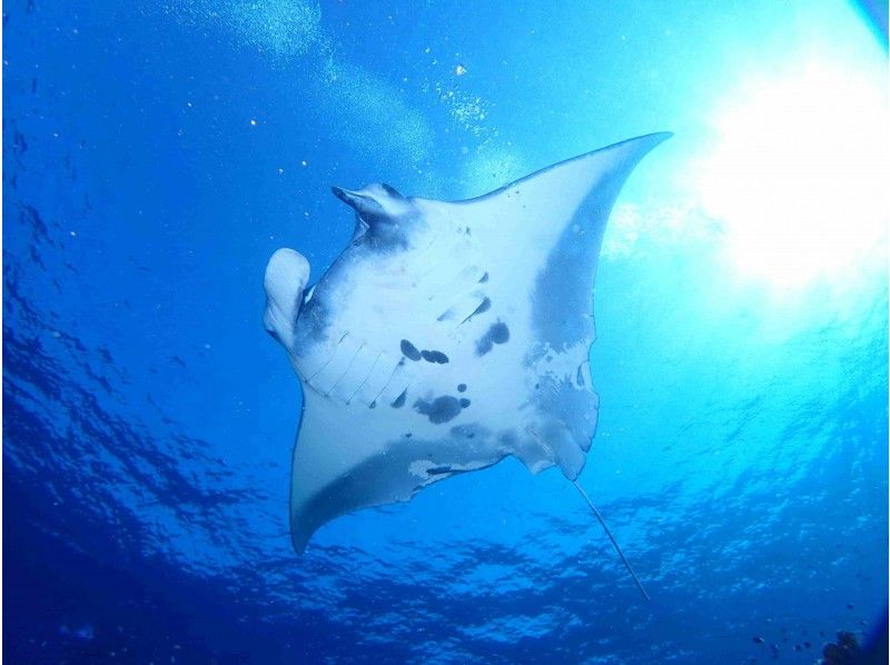 [Departure from Kabira Bay] 1 day manta experience passport course (2 dives). With training in Asaba! You can dive with confidence for the first time! ! Complete small Number of participants style! !の紹介画像