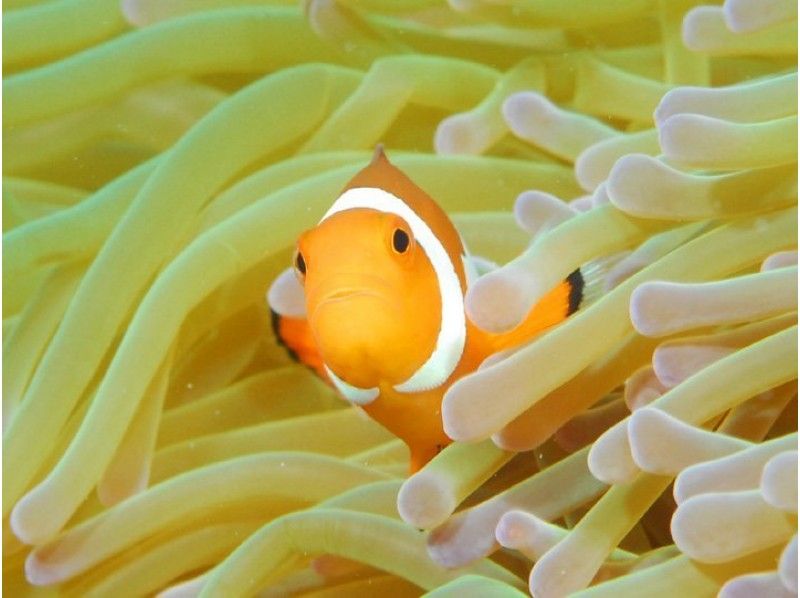 【広島・福山】ライセンス取得！宿泊も兼ねたオープンウォーターダイバー（OWD）スタンダードコースの紹介画像