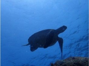 プランの魅力 Sea turtle の画像