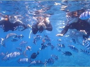 プランの魅力 Snorkel while interacting with tropical fish の画像