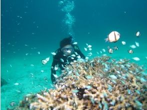 プランの魅力 PADI ใบอนุญาตดำน้ำสามารถซื้อได้ の画像