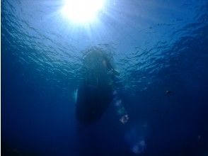 プランの魅力 水中から見る水面 の画像