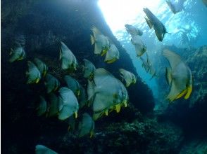 プランの魅力 泰拉蝙蝠魚 の画像