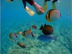 プランの魅力 熱帯魚に餌あげ の画像