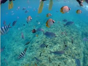 プランの魅力 沢山の熱帯魚 の画像