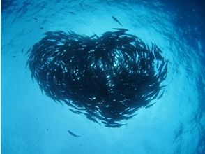 プランの魅力 魚影がはっきり見えるので群舞もきれい の画像