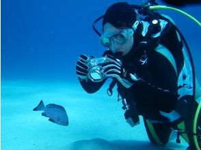 プランの魅力 在冲绳岛高度透明的海洋中潜水 の画像