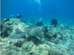 プランの魅力 窺探神秘的深海生態系統 の画像