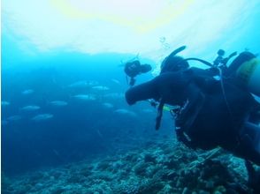 プランの魅力 享受潜水活动 の画像