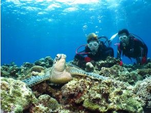 プランの魅力 Encounter with sea turtles の画像