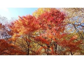 プランの魅力 Beautiful autumn leaves の画像