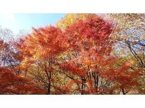 プランの魅力 美しい紅葉 の画像