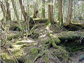 プランの魅力 青木ヶ原樹海 の画像