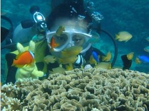 プランの魅力 海中生物との出会いも の画像