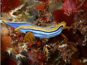 プランの魅力 沖縄の海の希少生物 の画像