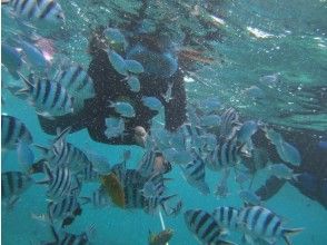 プランの魅力 熱帯魚と遊ぶ の画像