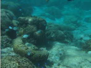プランの魅力 色んな魚たちに会えます! の画像