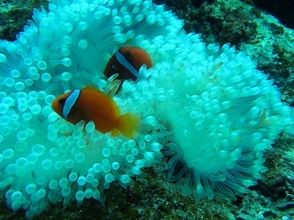 プランの魅力 沖縄の海の希少生物 の画像