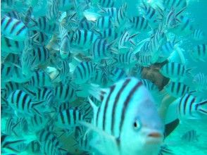 プランの魅力 A lot of fish! !! の画像