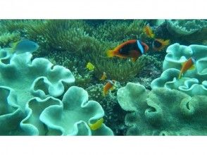 プランの魅力 จำนวนมากของ Nemo! の画像