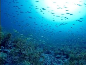 プランの魅力 Diving is full of charm! の画像