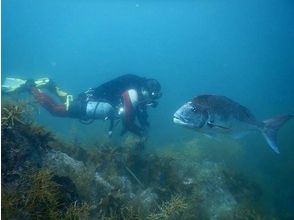 プランの魅力 Diving is full of charm! の画像