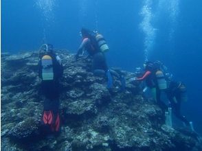 プランの魅力 Become a diving professional! の画像