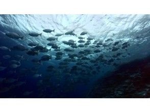 プランの魅力 タイミングが合えば魚群や大物も の画像