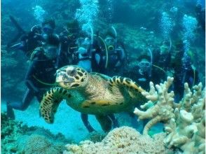 プランの魅力 To the beautiful blue world of Okinawa's sea and light! の画像