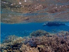 プランの魅力 A masterpiece of coral reefs! の画像