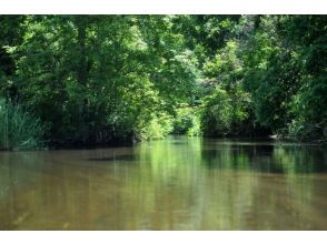 プランの魅力 アーチ状の湿地林トンネル の画像