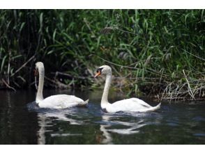 プランの魅力 白鳥がお出迎え！ の画像